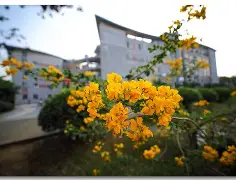 pfame是什么意思-开云app下载